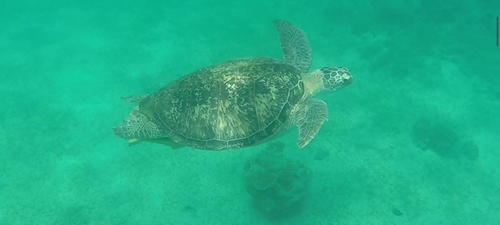 Green Sea Turtle — seen at this dive site