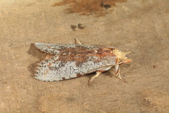 Nystalea discalis