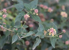 Lantana