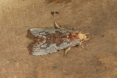 Nystalea discalis