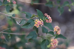 Lantana