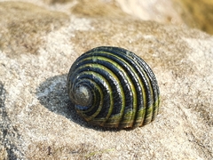 Nerita costata