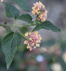 Lantana