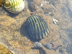 Nerita costata