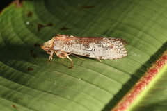 Nystalea discalis