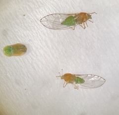 Trioza bakeri