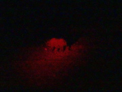 Rhinocerotidae