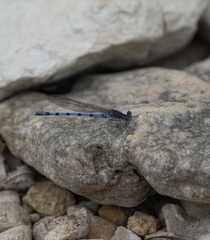 Argia nahuana