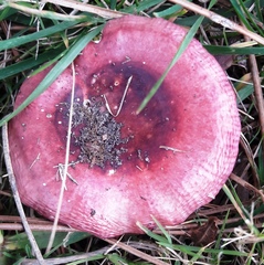 Russula capensis