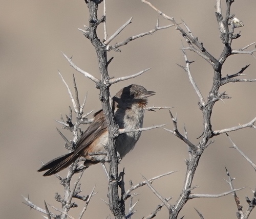 Dark-winged Canastero (Asthenes arequipae), photo 9