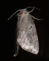 Plagiomimicus pityochromus