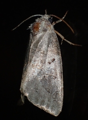 Plagiomimicus pityochromus