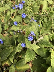 Pentaglottis sempervirens