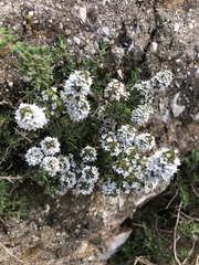 Thymus willdenowii