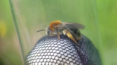 Andrena haemorrhoa