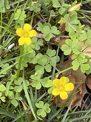 Oxalis grandis