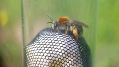 Andrena haemorrhoa