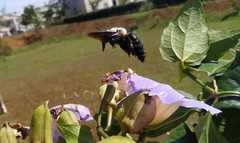 Xylocopa grisescens