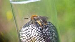 Andrena haemorrhoa