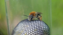 Andrena haemorrhoa