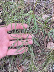 Lomatium geyeri