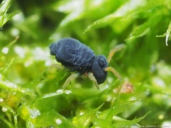 Sminthurinus atrapallidus