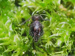 Sminthurus bivittatus