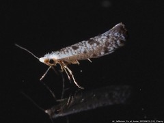 Argyresthia thuiella