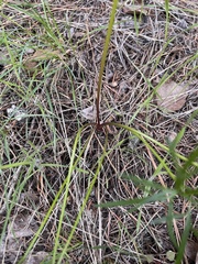 Lomatium geyeri
