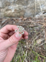 Lomatium geyeri
