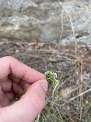 Lomatium geyeri
