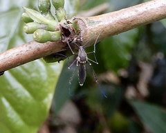 Armigeres subalbatus