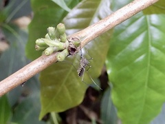 Armigeres subalbatus