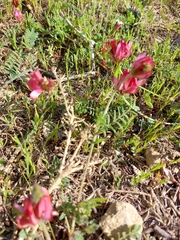 Onobrychis humilis