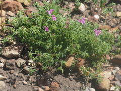 Indigofera gracilis