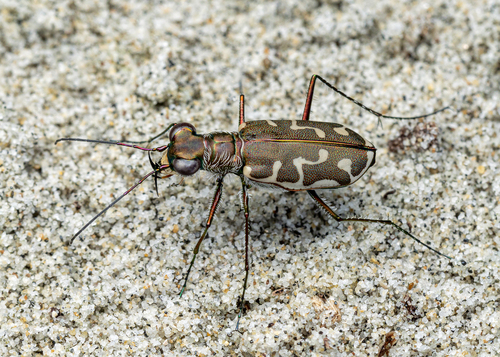 Cicindela angulata Fabricius, 1798