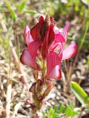 Onobrychis humilis