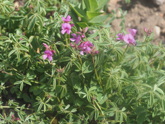 Indigofera gracilis