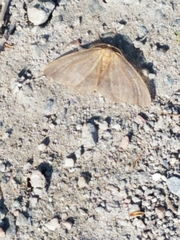 Lambdina pellucidaria