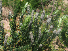 Phylica spicata spicata