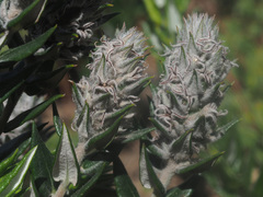 Phylica spicata spicata