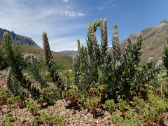 Phylica spicata spicata