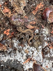 Lissotriton vulgaris