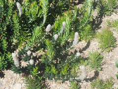 Phylica spicata spicata