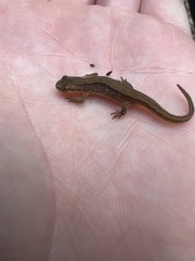 Lissotriton vulgaris