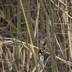 Carduelis carduelis