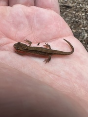 Lissotriton vulgaris