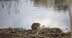 Ondatra zibethicus