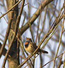 Luscinia svecica