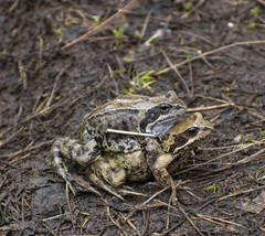Rana temporaria